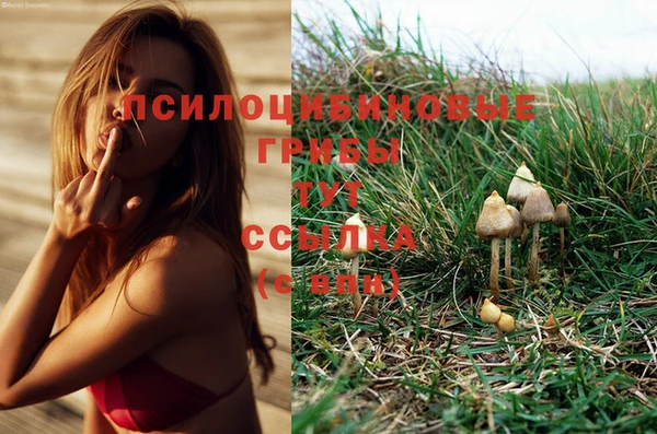 эйфоретик Бородино